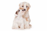 Photo Sealyham Terrier