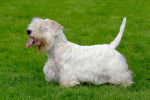 Photo Sealyham Terrier