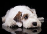 Photo Sealyham Terrier