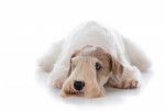 Photo Sealyham Terrier