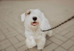 Photo Sealyham Terrier