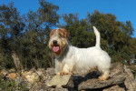 Photo Sealyham Terrier