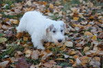Photo Sealyham Terrier