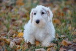 Photo Sealyham Terrier