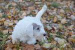 Photo Sealyham Terrier