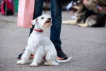 Photo Sealyham Terrier