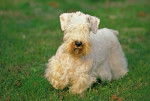Photo Sealyham Terrier