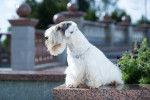 Photo Sealyham Terrier