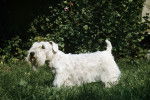 Photo Sealyham Terrier