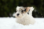 Photo Sealyham Terrier