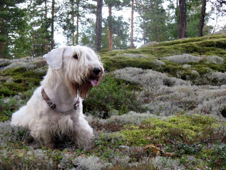 Photo Sealyham Terrier