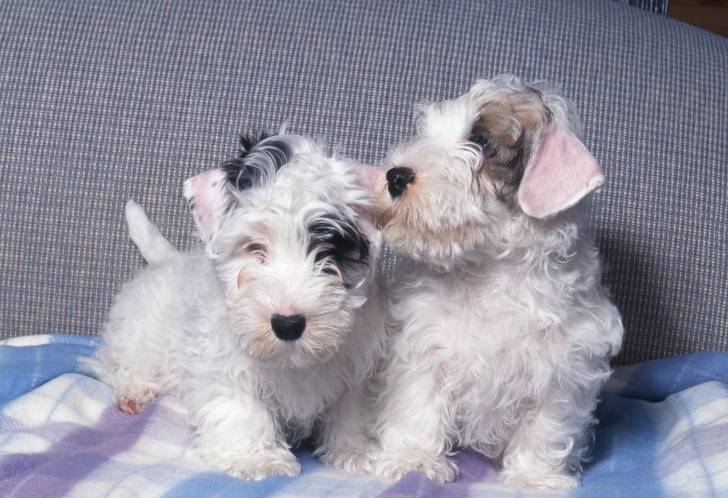 Photo Sealyham Terrier