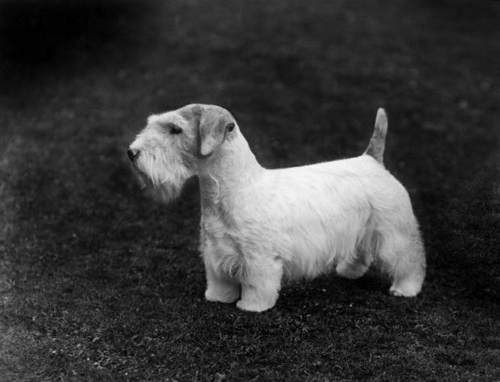 Photo Sealyham Terrier