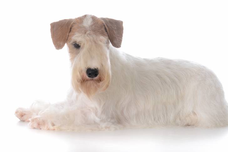 Photo Sealyham Terrier