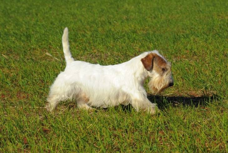 Photo Sealyham Terrier