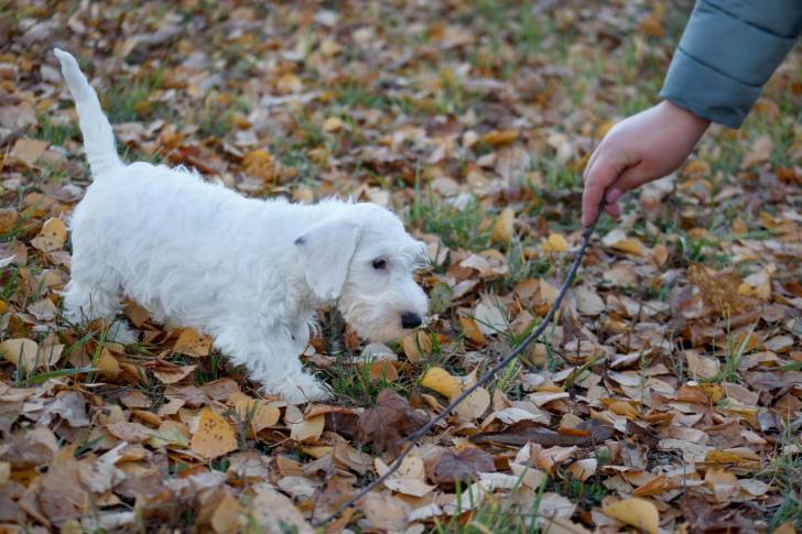 Photo Sealyham Terrier