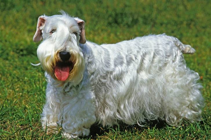 Un Sealyham Terrier blanc à poil long dans un jardin