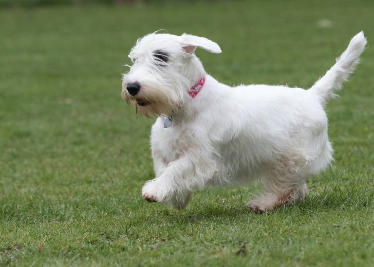 Photo Sealyham Terrier
