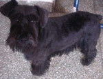 Layka - Scottish Terrier (17 ans)
