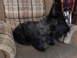 Pixie - Scottish Terrier Mâle (18 ans)