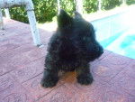 Layka cachorra - Scottish Terrier (18 ans)