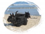 Chipie et Artiste - Scottish Terrier