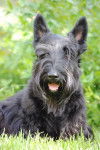Vincent - Scottish Terrier Mâle (6 ans)