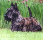 scotty - Scottish Terrier Mâle (4 ans)
