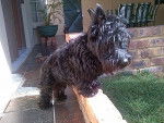 Zorro - Scottish Terrier Mâle (1 an)