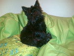 Zorro - Scottish Terrier Mâle (1 an)