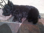 Zorro - Scottish Terrier Mâle (1 an)