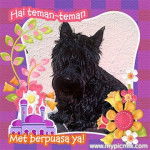Zorro - Scottish Terrier Mâle (1 an)