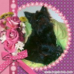 Zorro - Scottish Terrier Mâle (1 an)