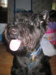 micloven - Scottish Terrier Mâle (2 ans)