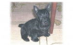 Sherlock Bones - Scottish Terrier Mâle (8 mois)