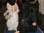 fostinette d'allier de glenderry et dd passe partout de glenderry - Scottish Terrier