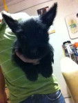 Tom - Scottish Terrier Mâle (4 mois)