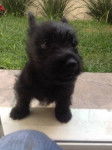 Tom - Scottish Terrier Mâle (4 mois)