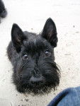 Evita - Scottish Terrier (1 an)