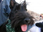 Emeraude - Scottish Terrier (1 an)