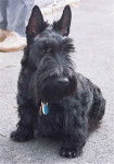Scotty - Scottish Terrier Mâle (9 ans)