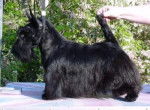 Scottish Terrier - Scottish Terrier