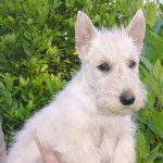 Scottish Terrier - Scottish Terrier