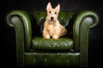 Photo Scottish Terrier