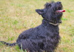 Photo Scottish Terrier