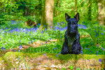 Photo Scottish Terrier