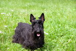 Photo Scottish Terrier