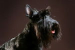 Photo Scottish Terrier