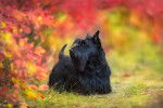 Photo Scottish Terrier