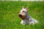 Photo Scottish Terrier